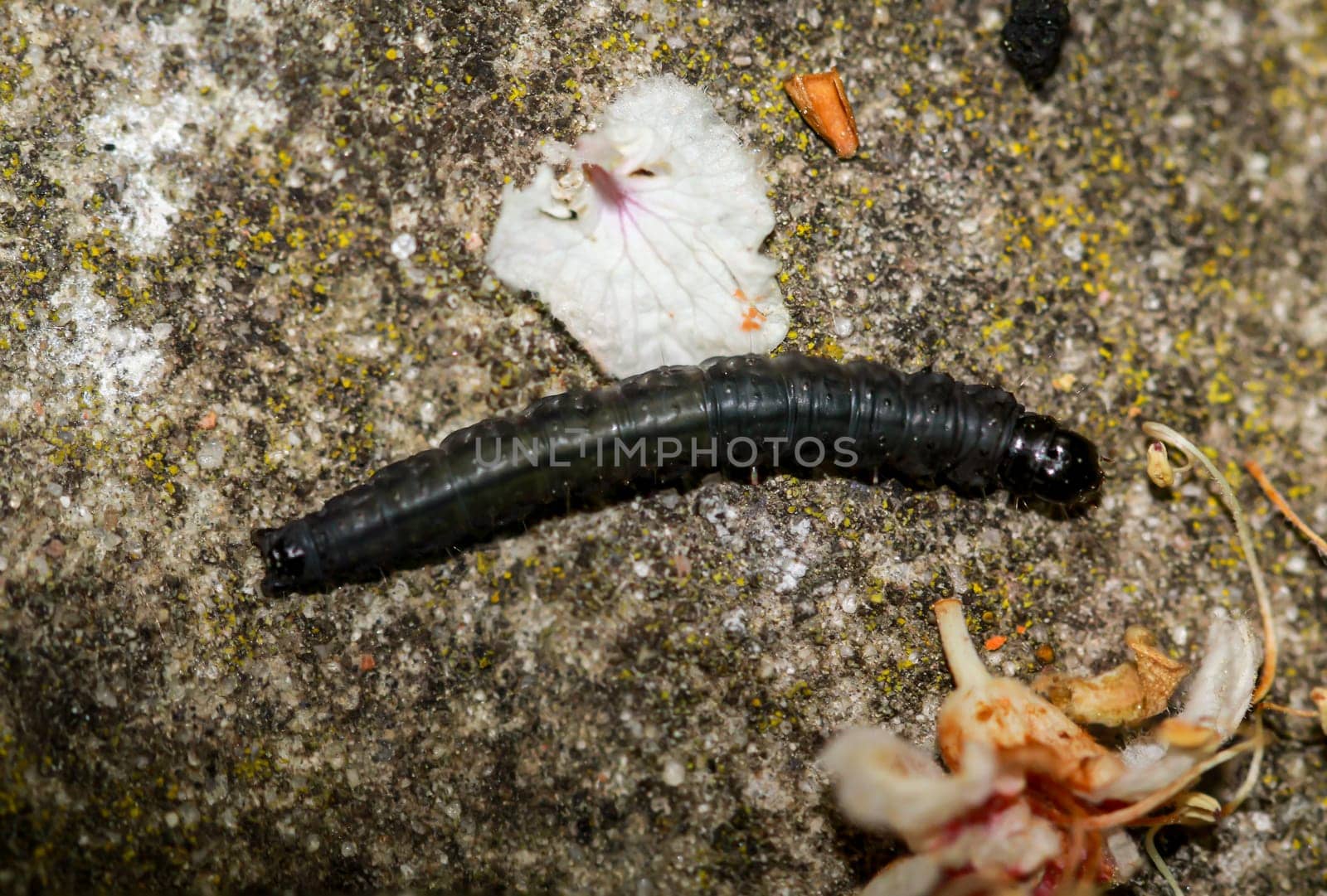 Close-up of a Dark Black Caterpillar, a winter owl.