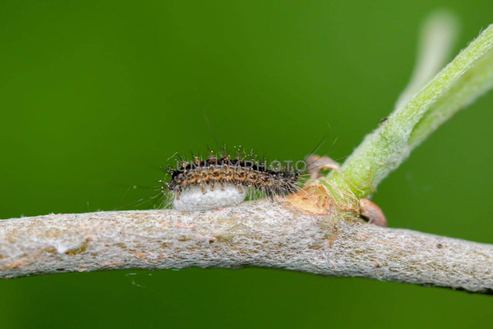 A caterpillar of the sponge moth, Lymantria dispar on a branch of a plant.