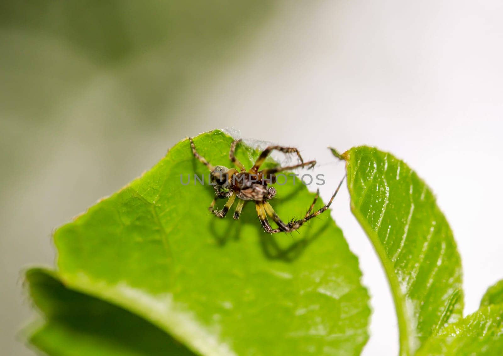 A green humpback garden spider, Gibbaranea gibbosa, is sitting on a leaf.