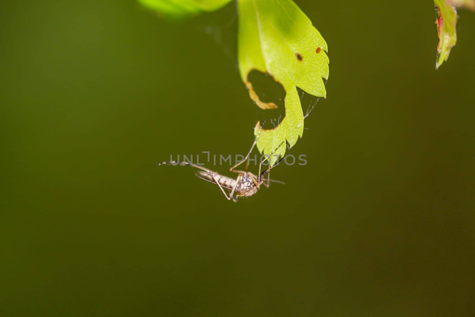 Close-up of a mosquito on a leaf of a tree.