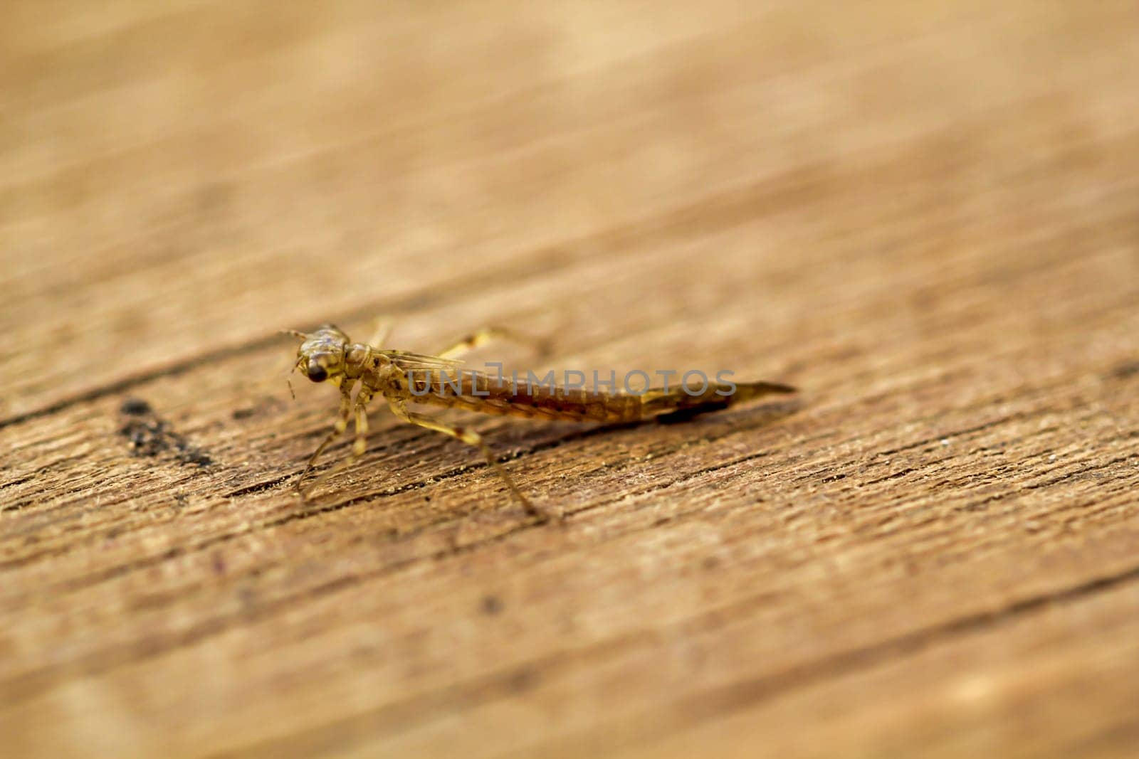 The larva of an immature dragonfly.