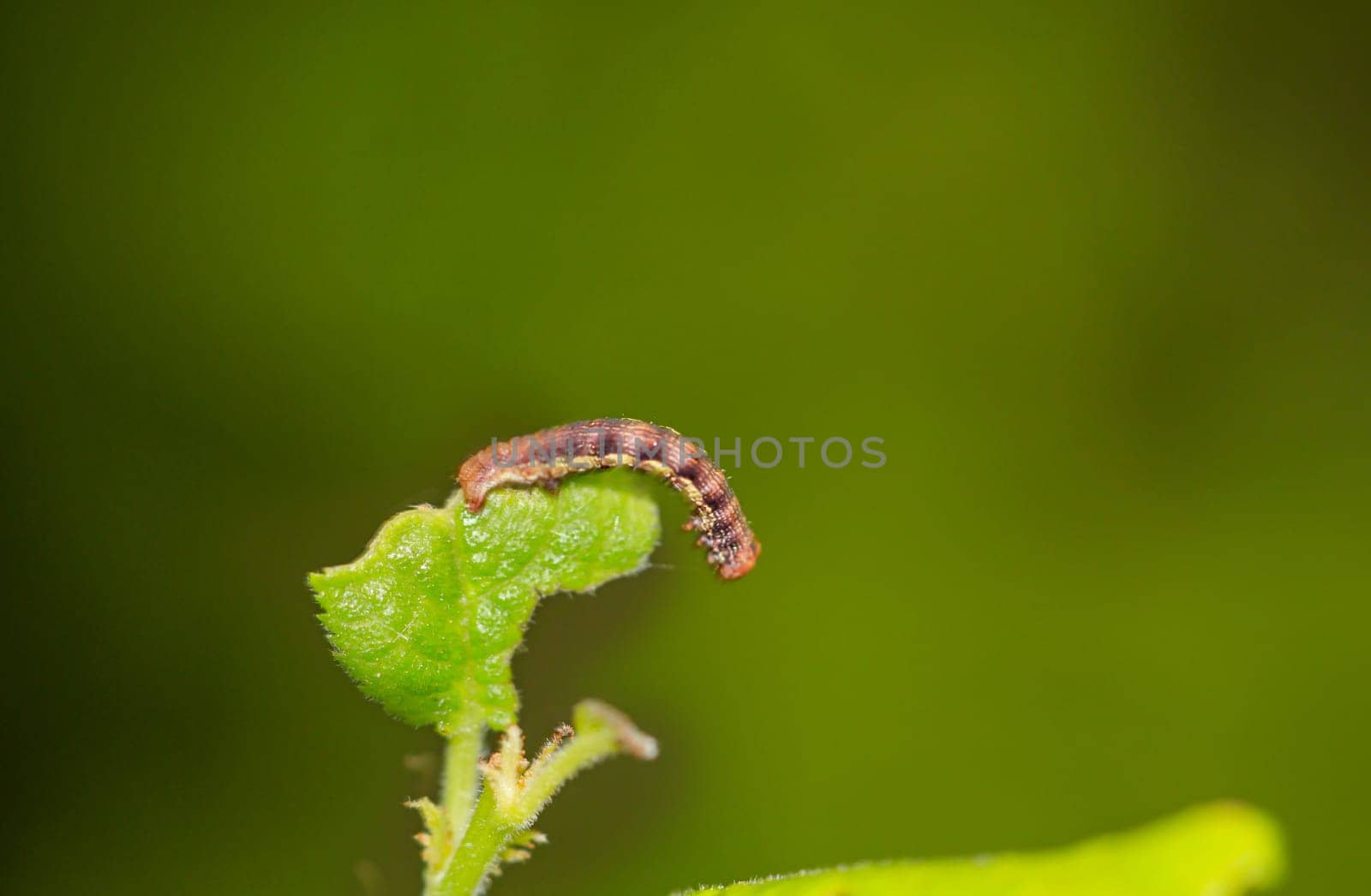 The caterpillar of a large frost moth, Erannis defoliaria on a plant.