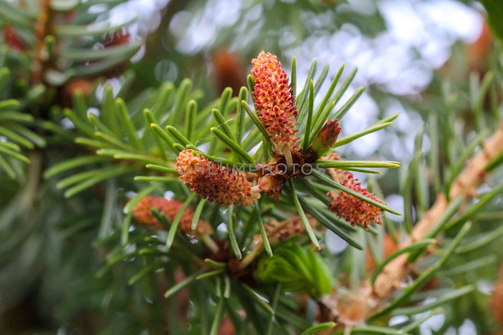 Young shoots and flowers on a coniferous tree. Conifer close-up of a branch.