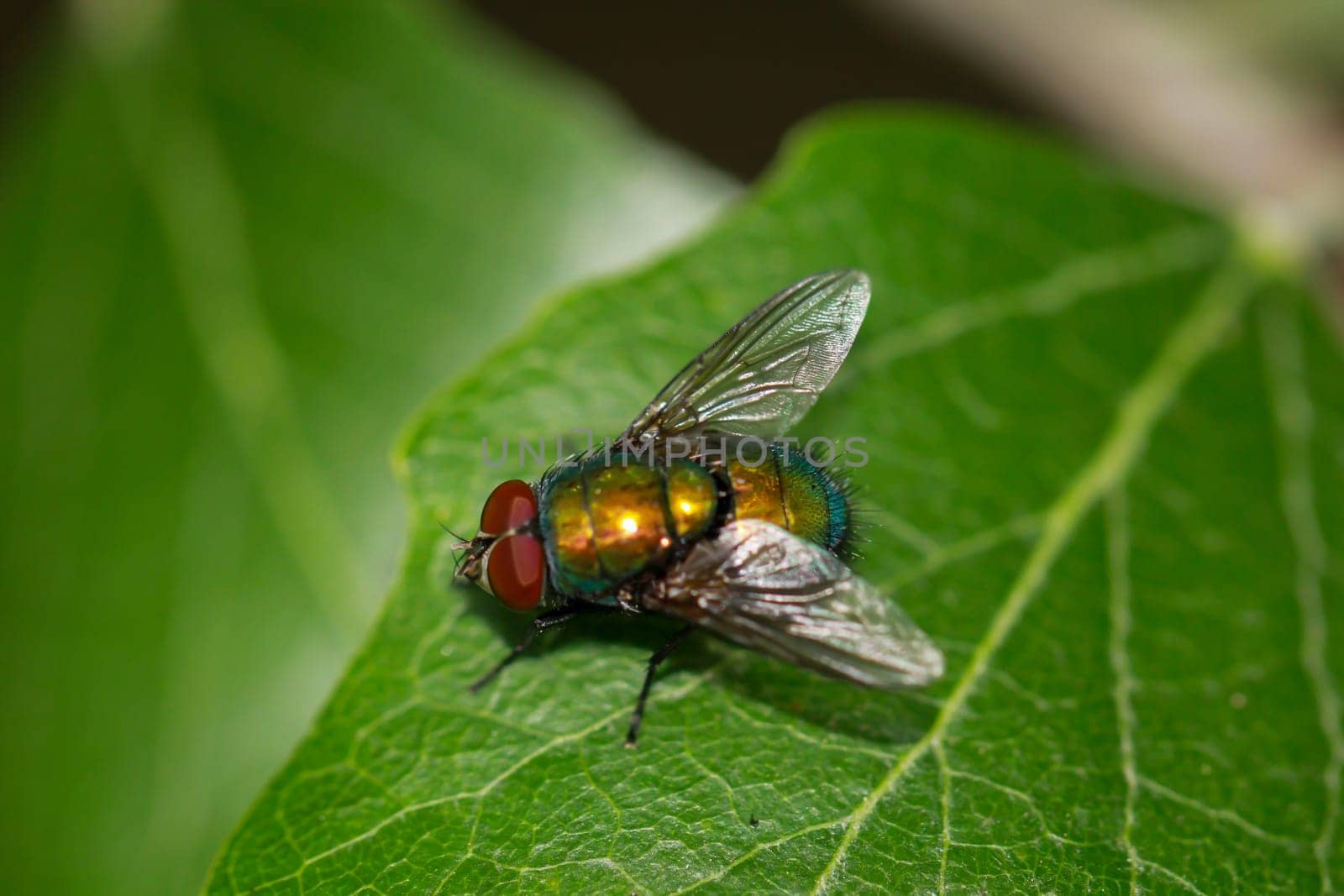 A fly, gold fly unascertained. (Lucila spec.) on a tree leaf.