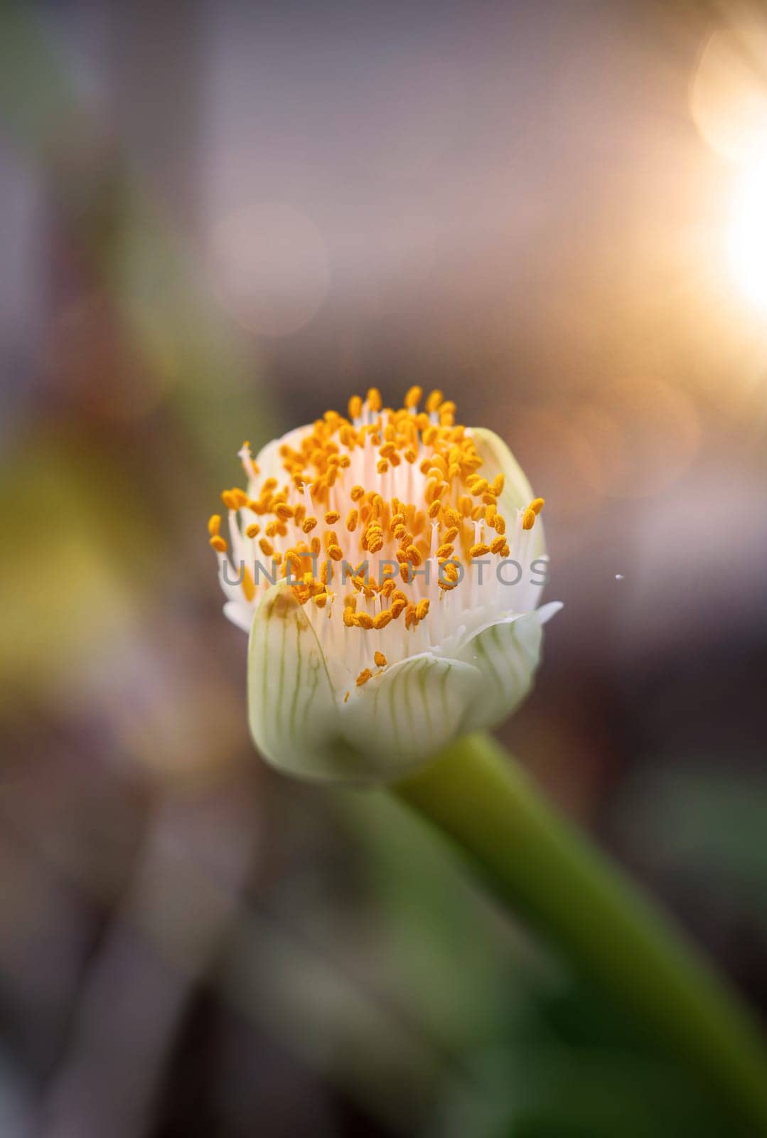 The flower of the elephant ear, Alocasia odora. close-up of an exotic flower.