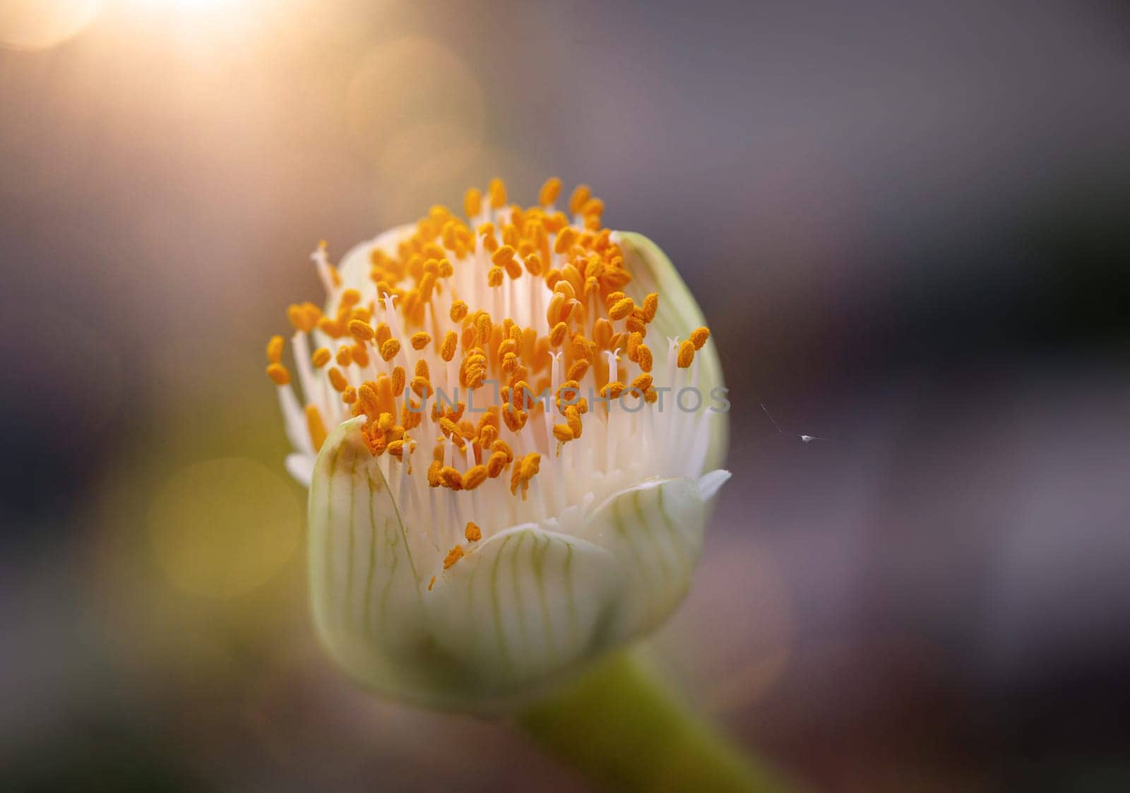 The flower of the elephant ear, Alocasia odora. close-up of an exotic flower.