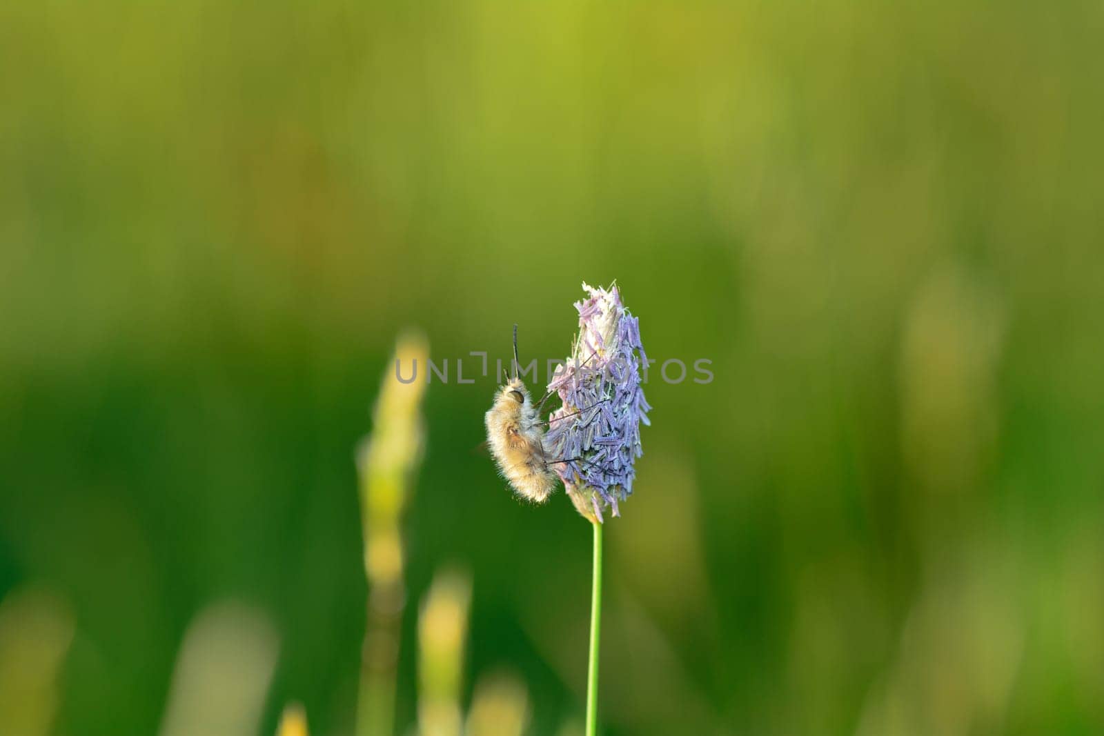 A large woolen slider ( Bombylius major ) on plant in nature