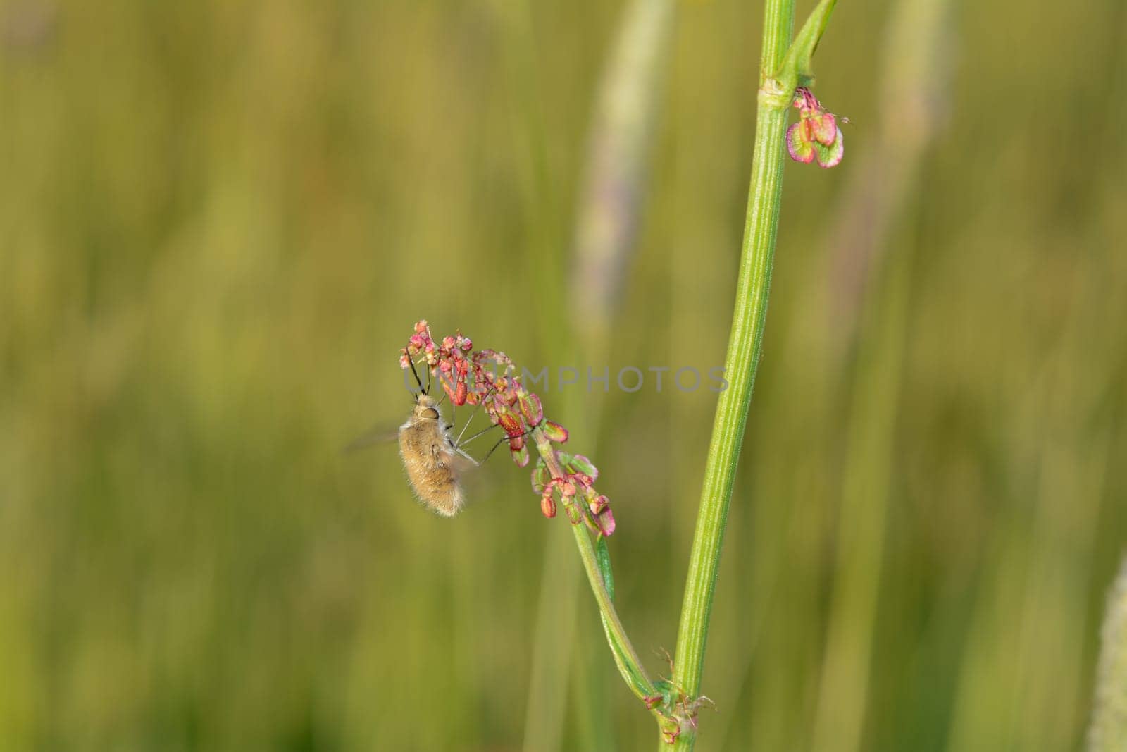 A large woolen slider ( Bombylius major ) on plant in nature