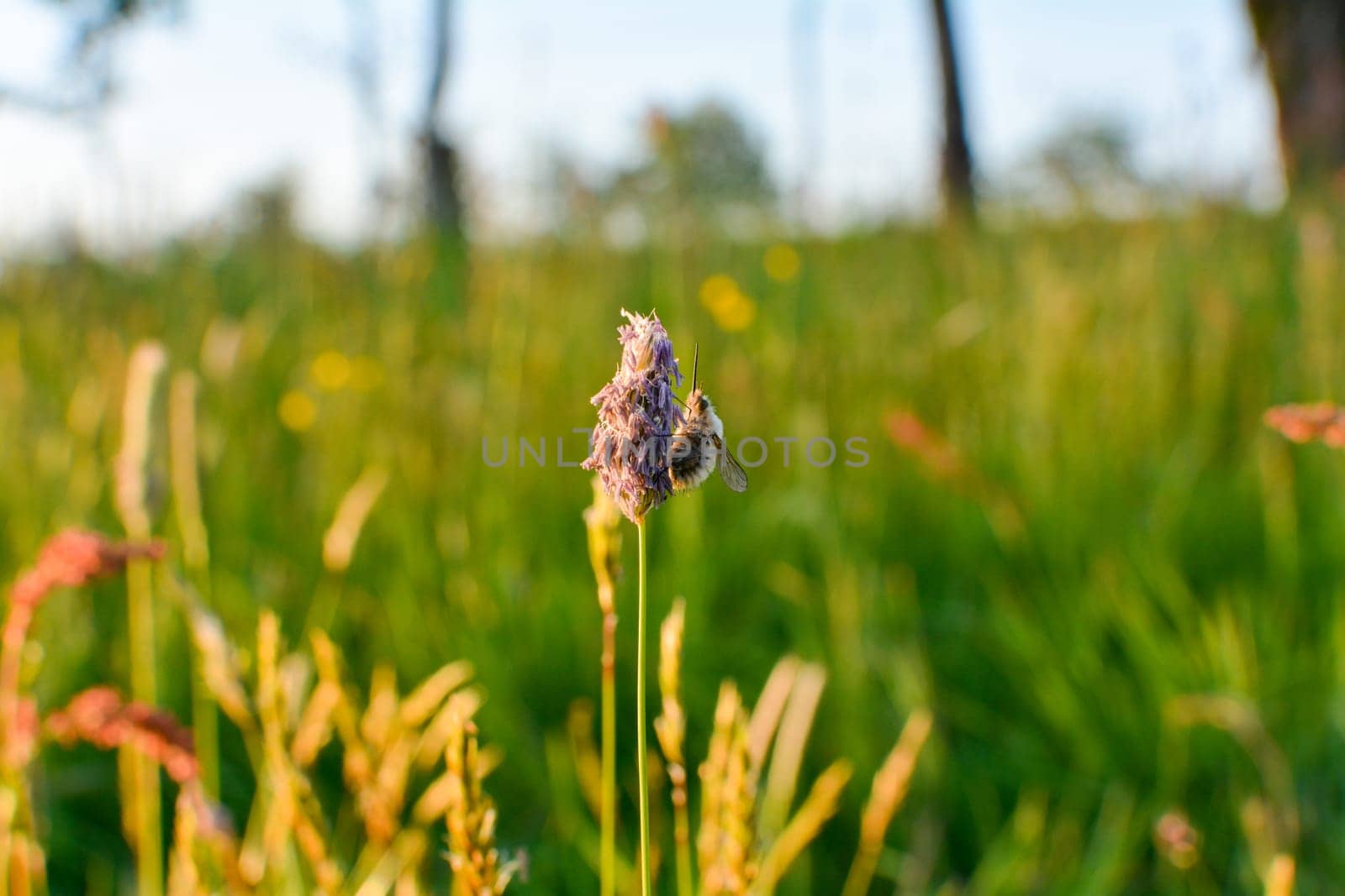 A large woolen slider ( Bombylius major ) on plant in nature
