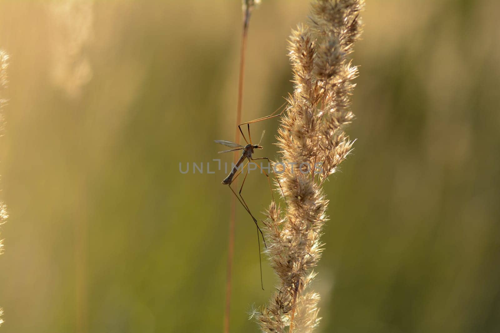 Big cranefly ( Tipulidae ) in the sunlight on a plant