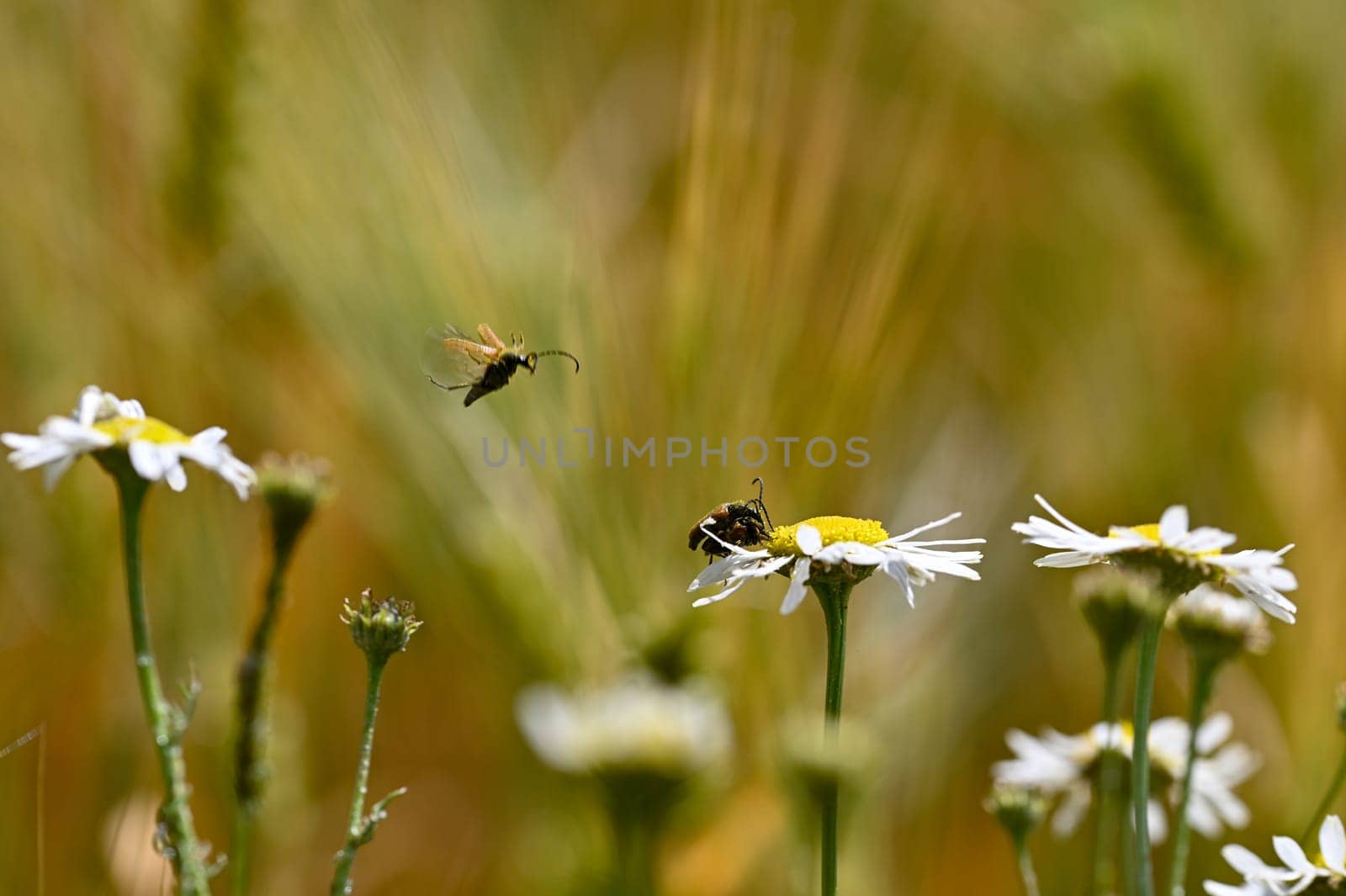 Two red-necked beetle (Stictoleptura rubra) mating, with a lot of pollen on the body, on a white-yellow flower in nature, a beetle is flying in the air