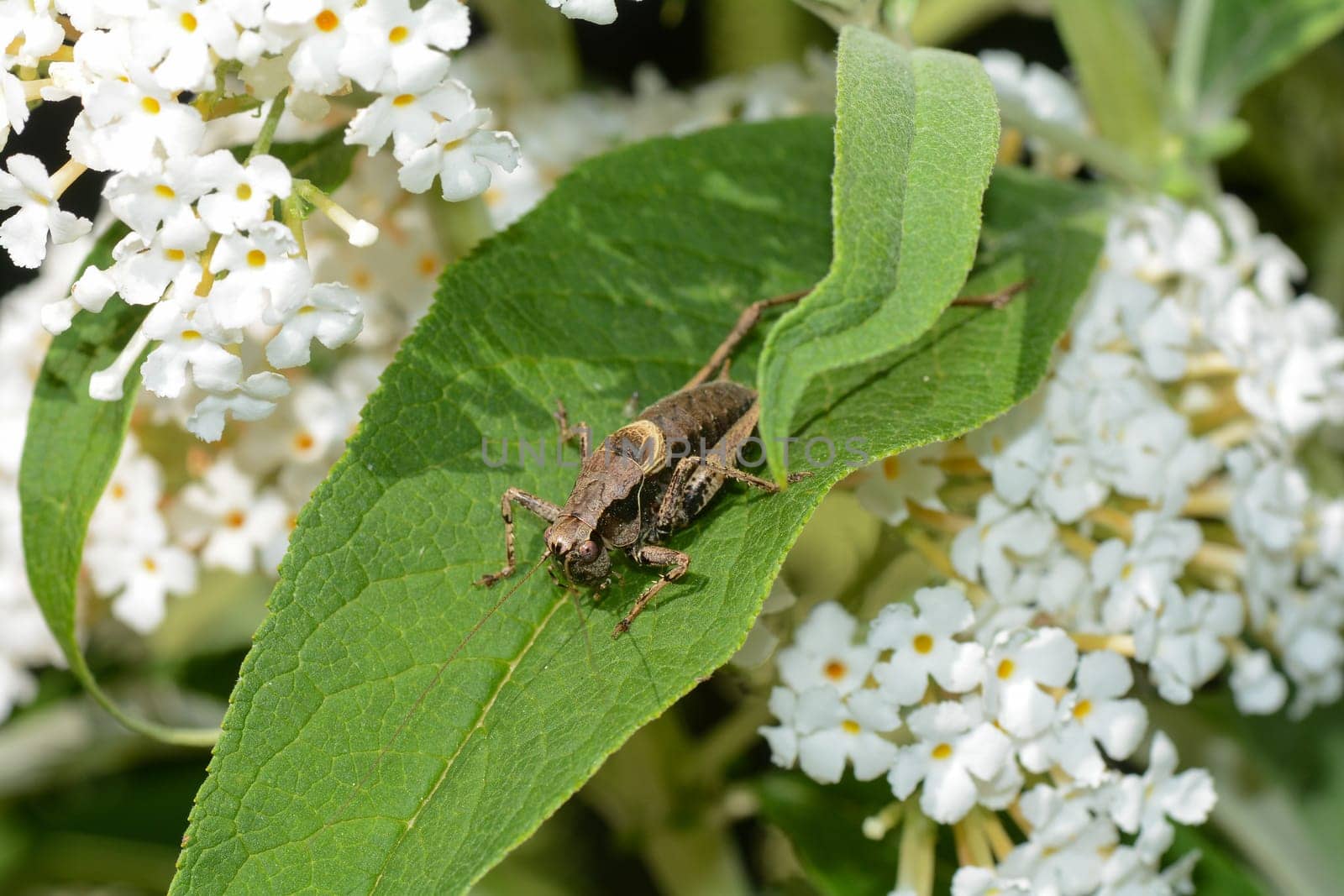 Common bush cricket ( Pholidoptera griseoaptera ) on a green leaf in the nature