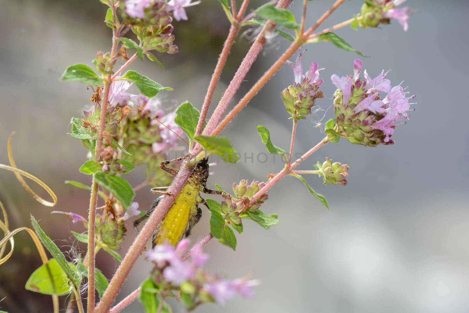 Common bush cricket ( Pholidoptera griseoaptera ) from below with yellow belly on a plant