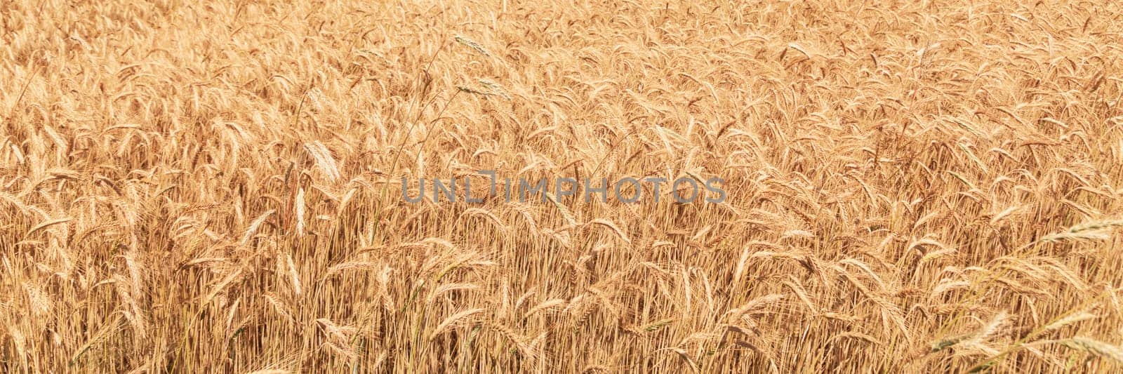 Wheat field at sunset. Rural landscape