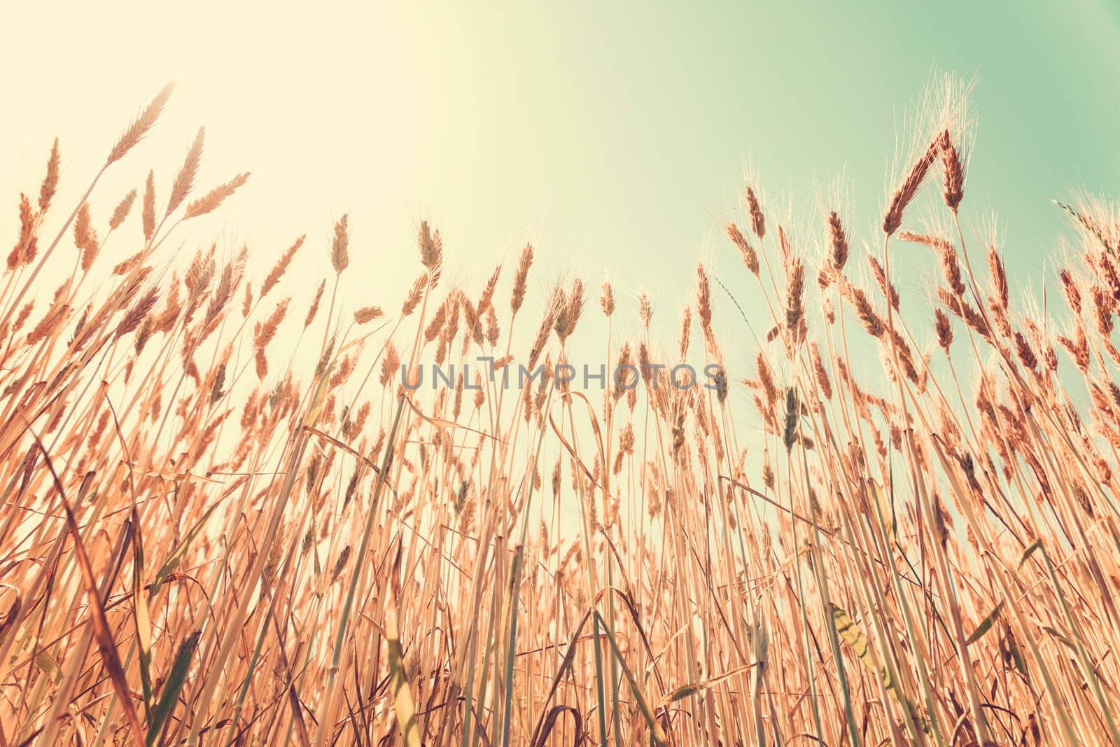 Wheat field at sunset. Rural landscape
