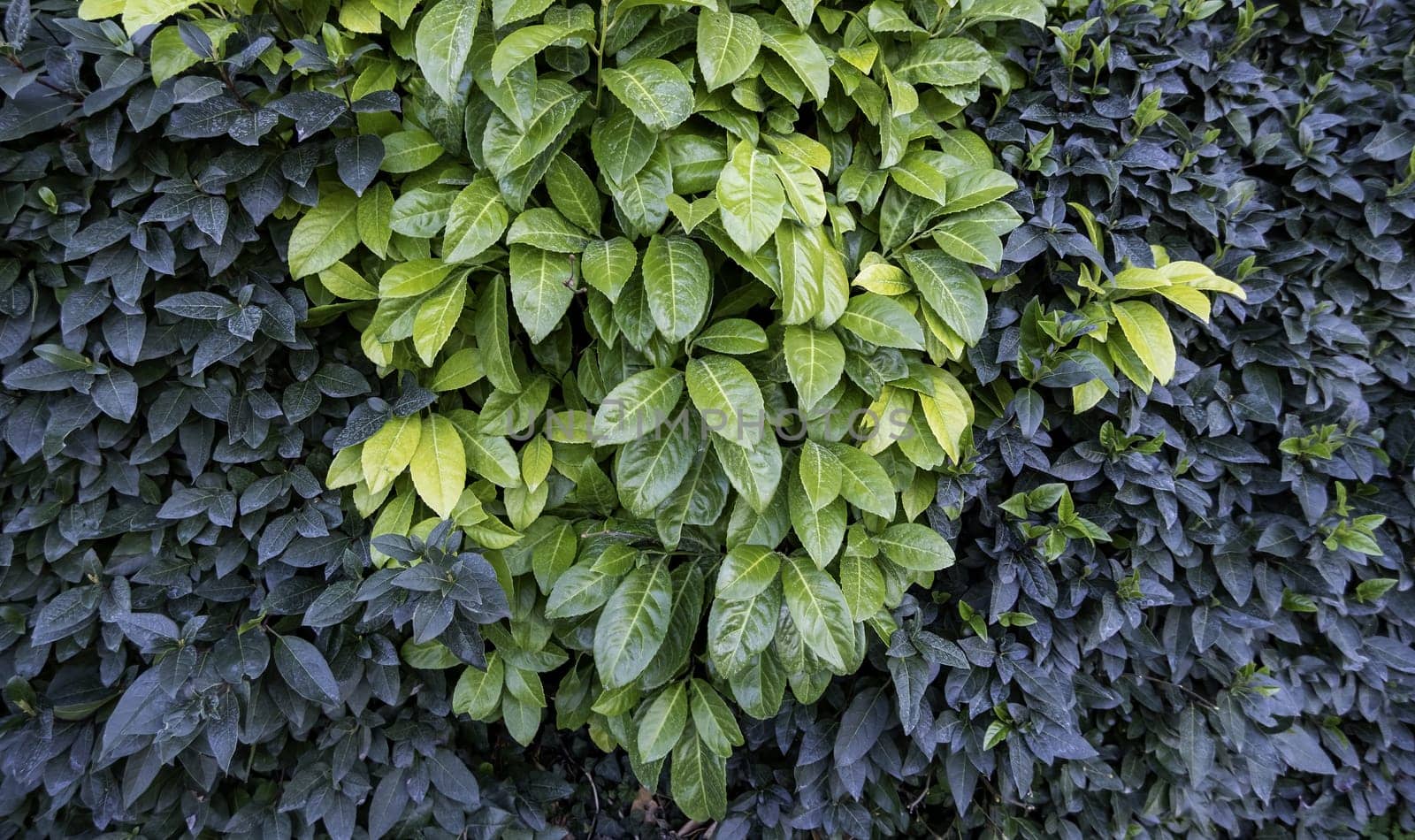 Background detail of decorative green plants, nature and life