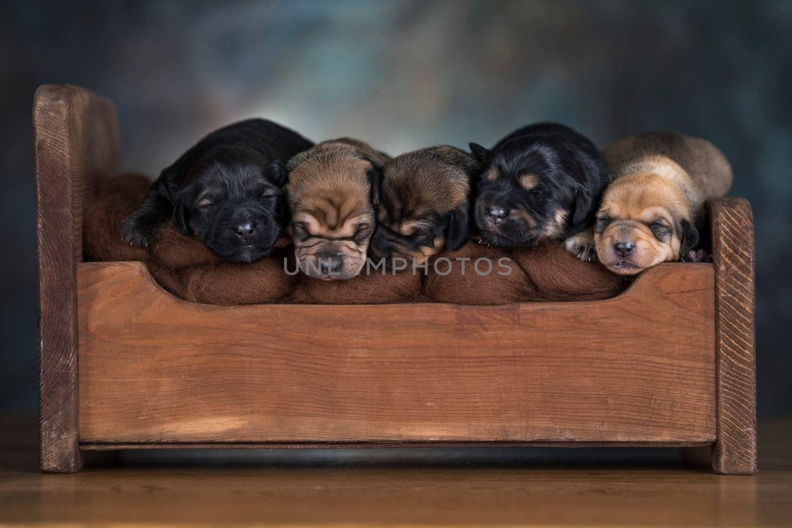 The dogs sleep on a wooden bed