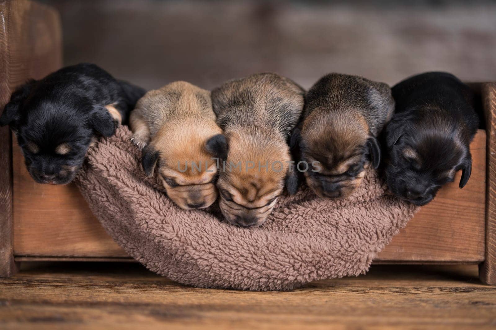 Little puppy breed is sleeping