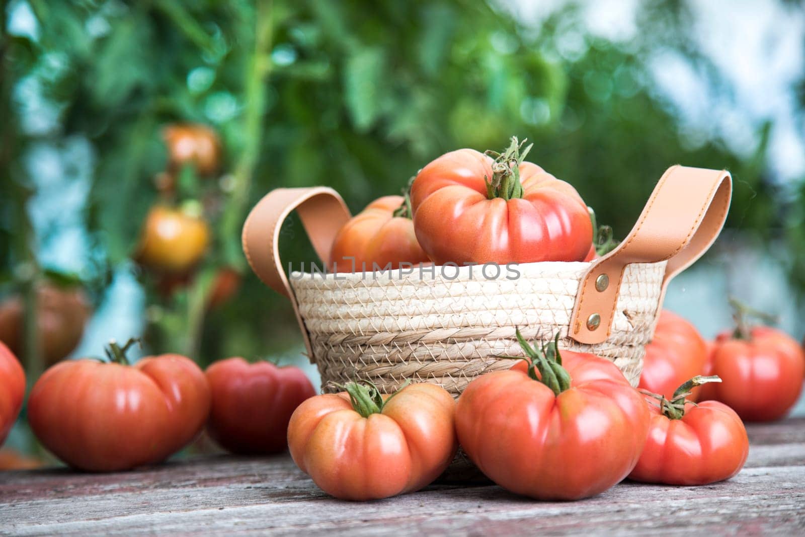 Vegetables, Tomatoes,  on desk in garden