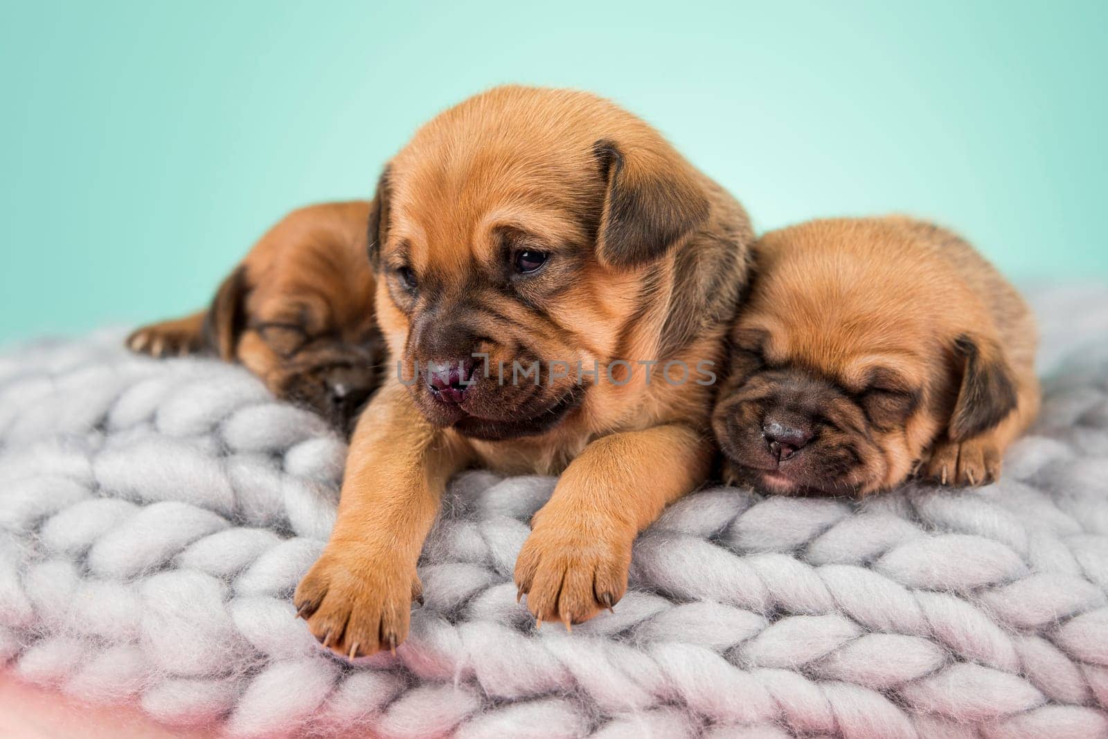 Dogs on a sleeps on a blanket