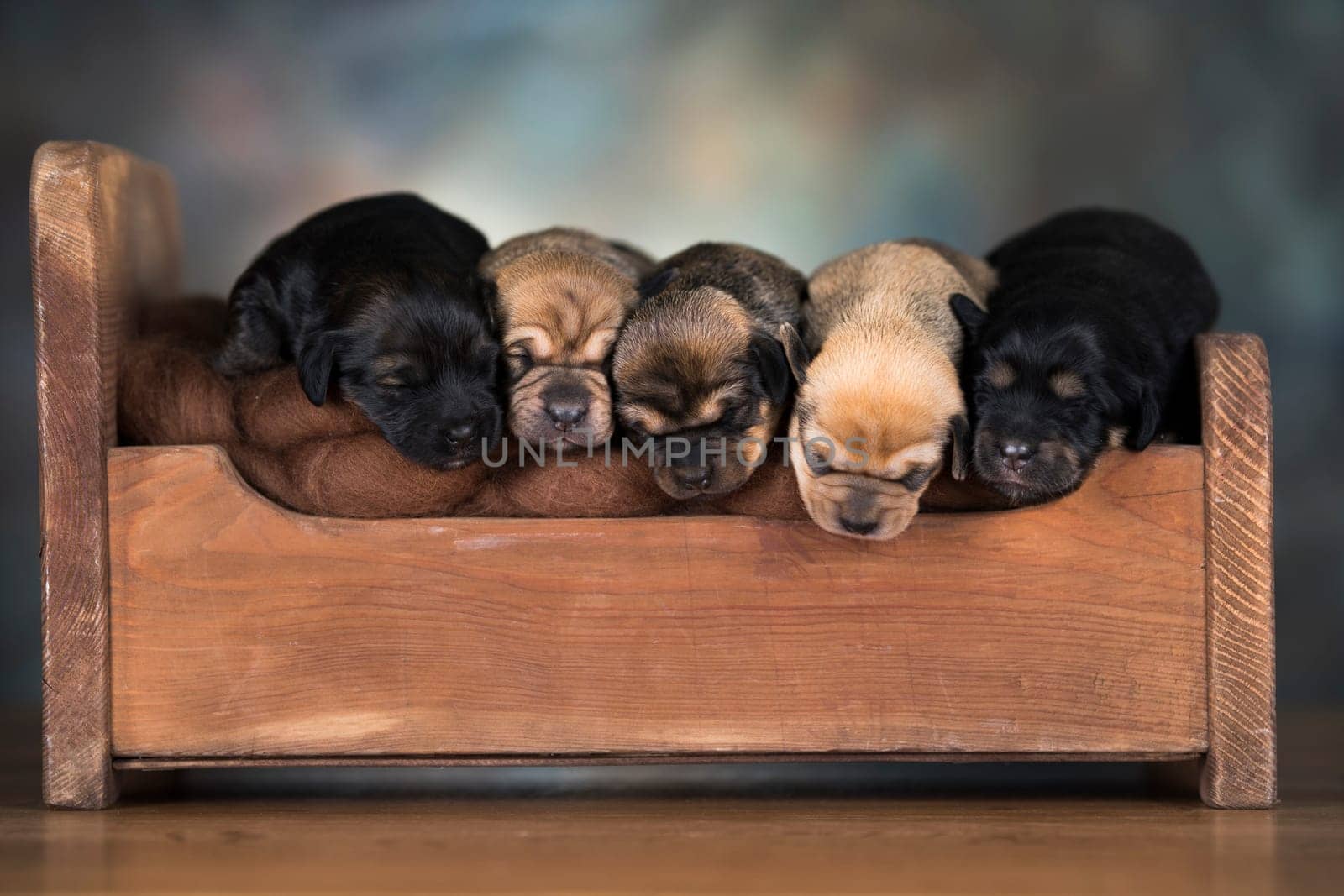 Dogs sleep on a small wooden bed