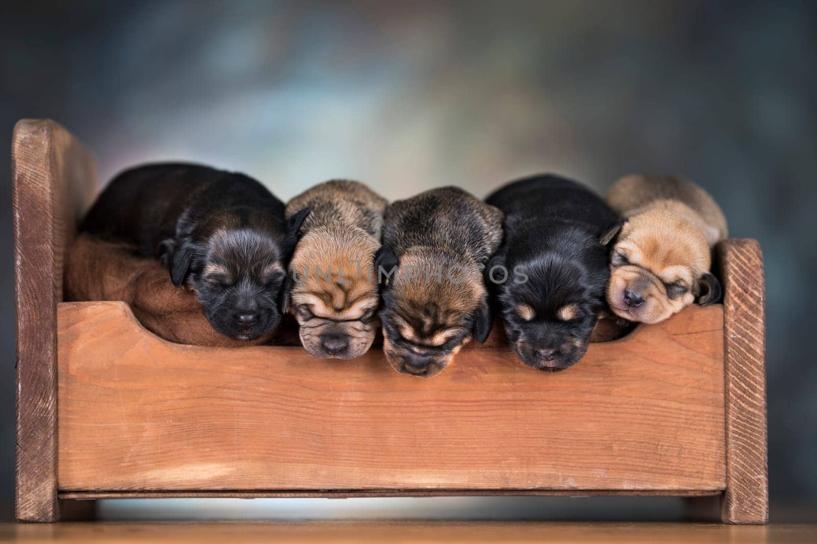 The dogs sleep on a wooden bed