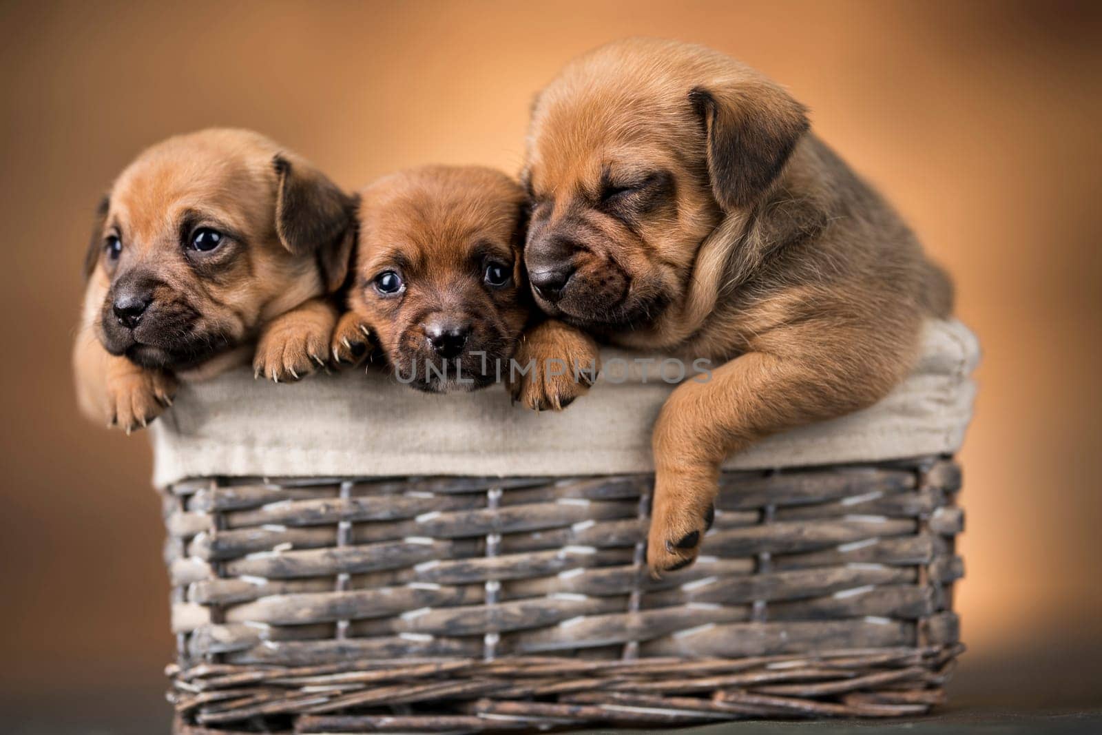Dogs in a wicker basket