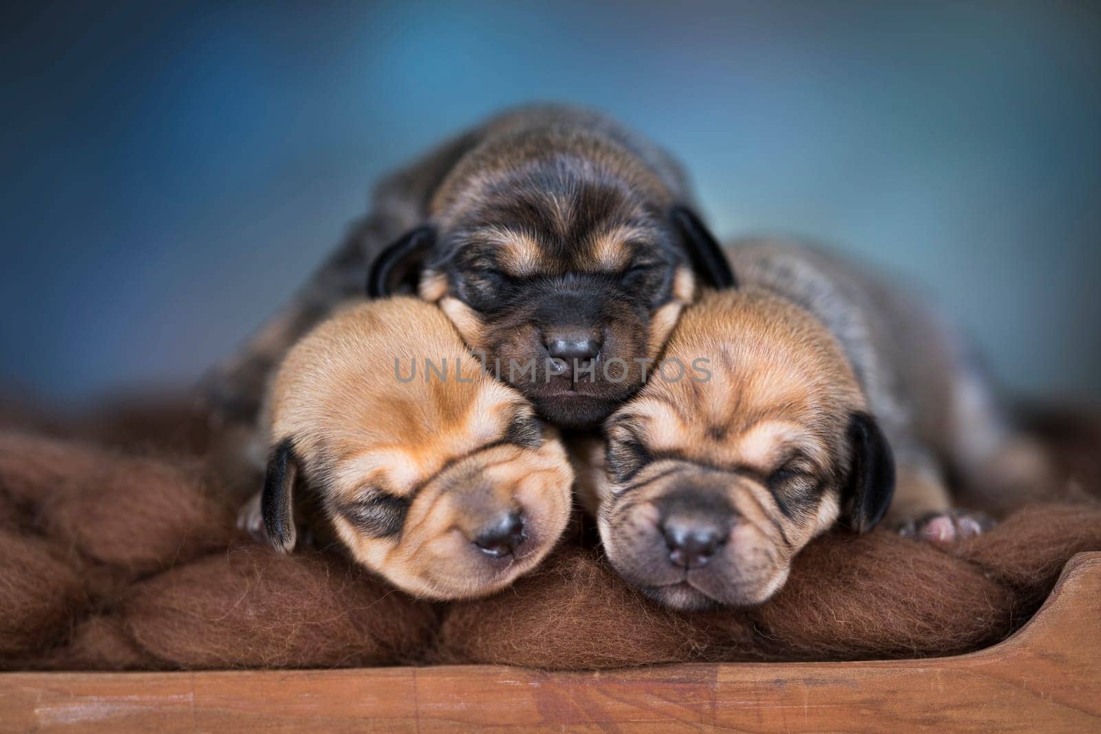 Little puppies sleeping in bed