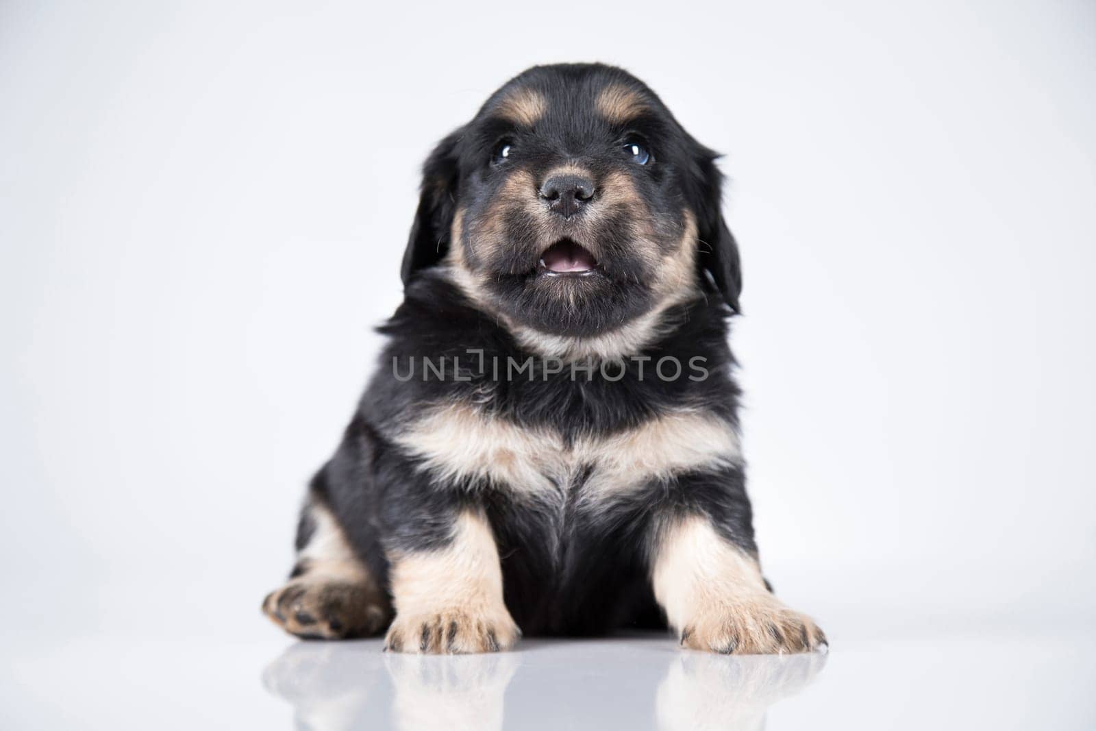 Little dog on a white background