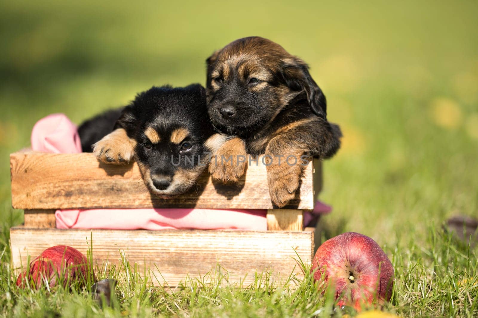 Two dog in a wooden crate on the grass