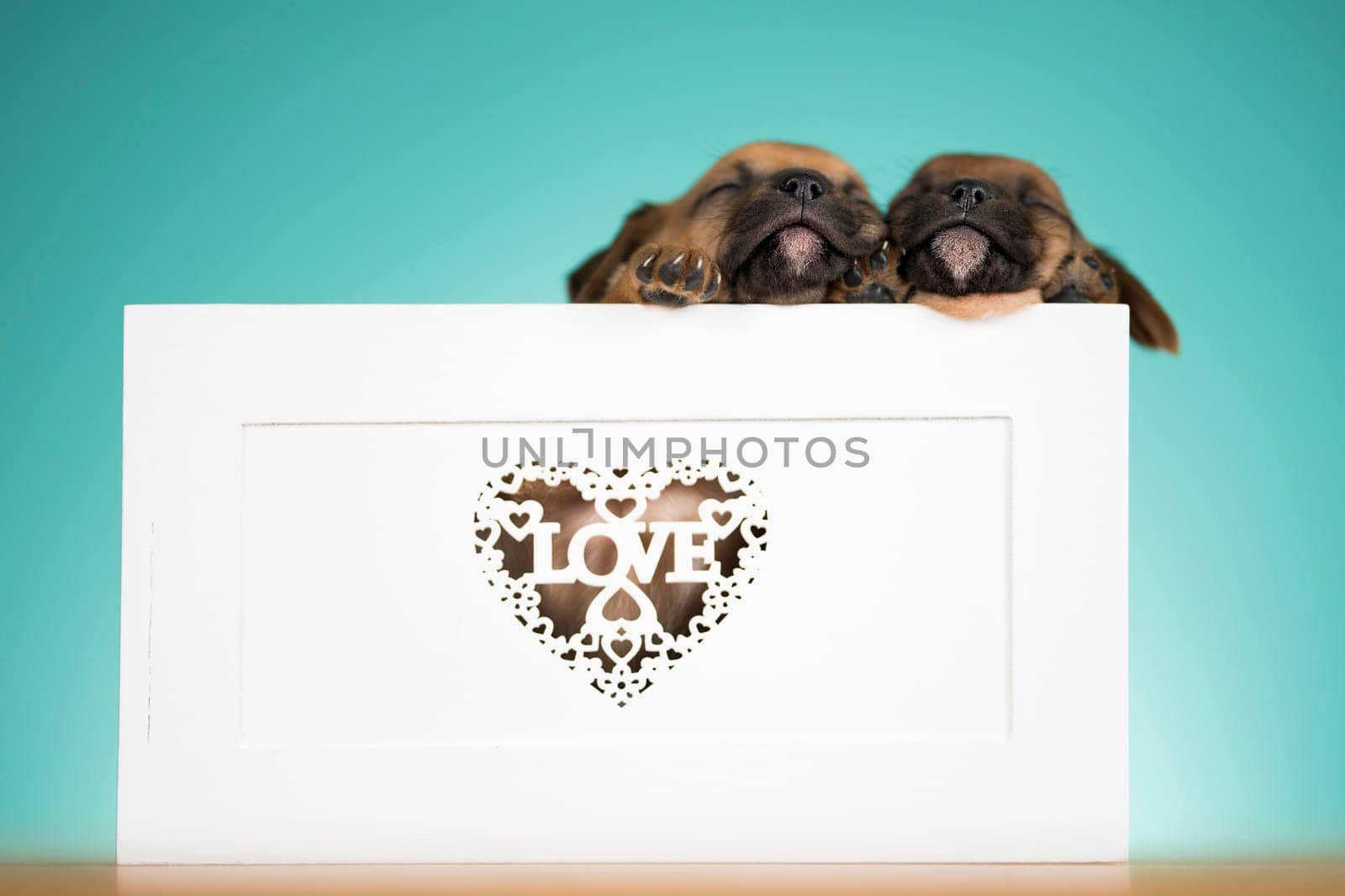 Love little dogs in are wooden deck