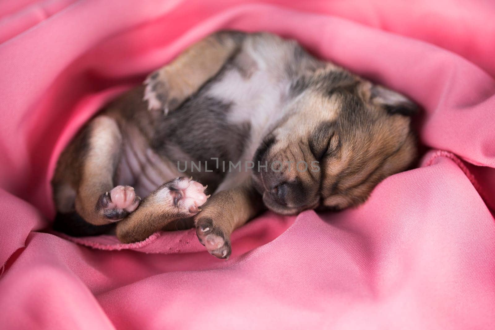 A beautiful little dog sleeps on a pink blanket