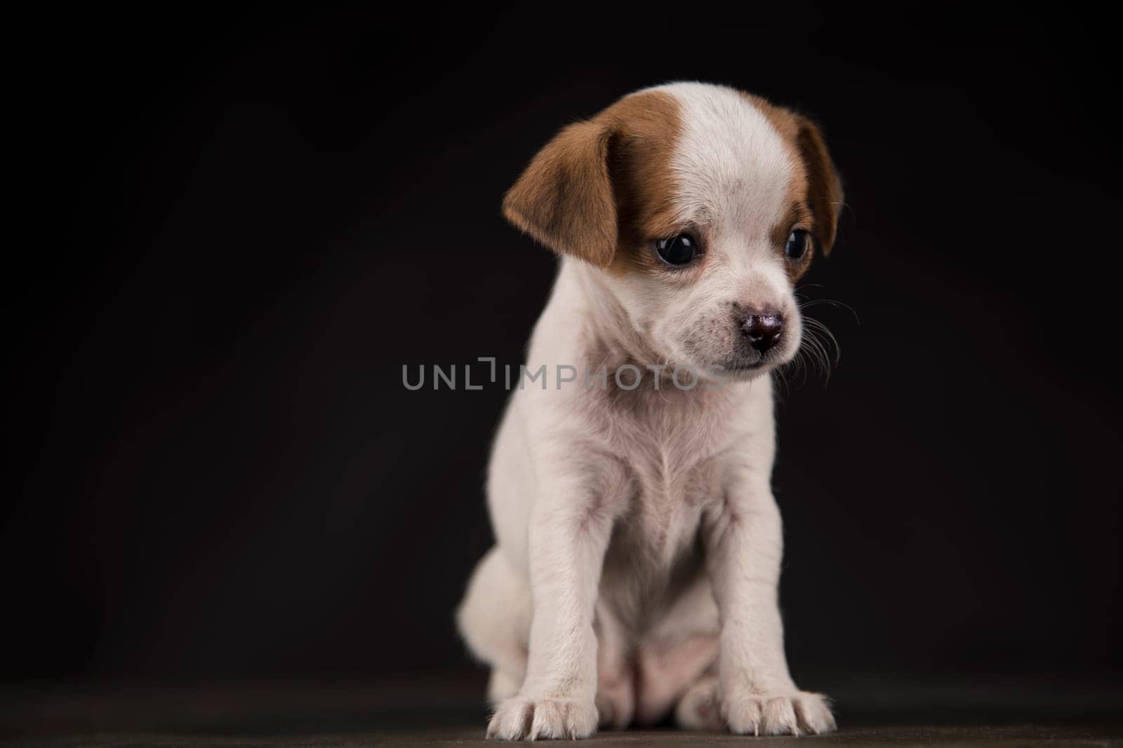 Dog on a black background