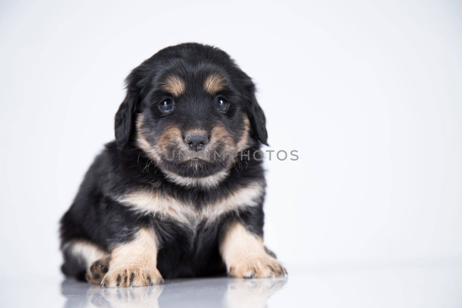 Little dog on a white background