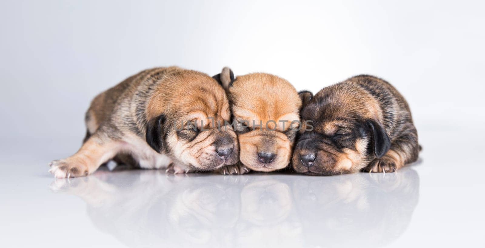 A small dogs, sleep on a white background