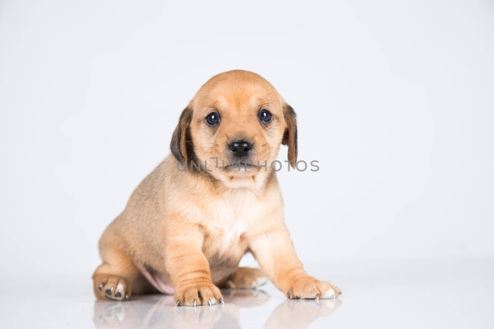 Pet, dog puppy animals concept