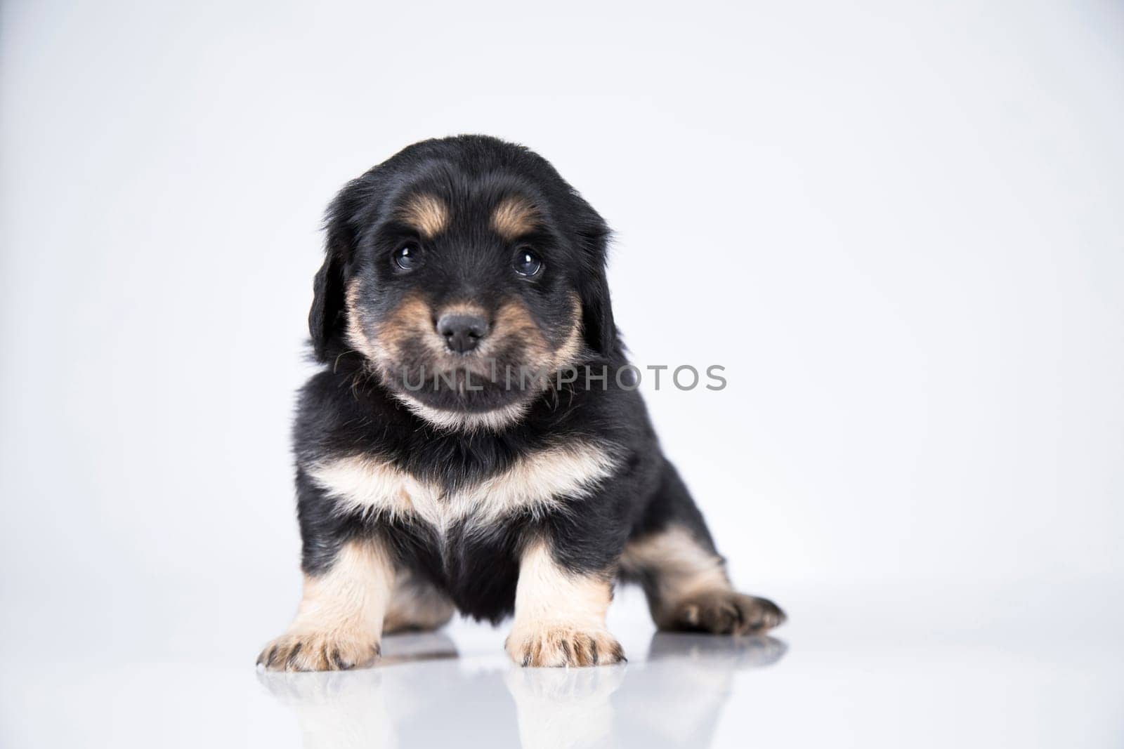 Pet, dog puppy animals concept