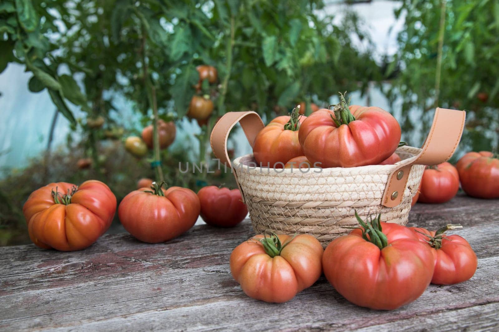 Red Tomatoes in a Greenhouse, organic food
