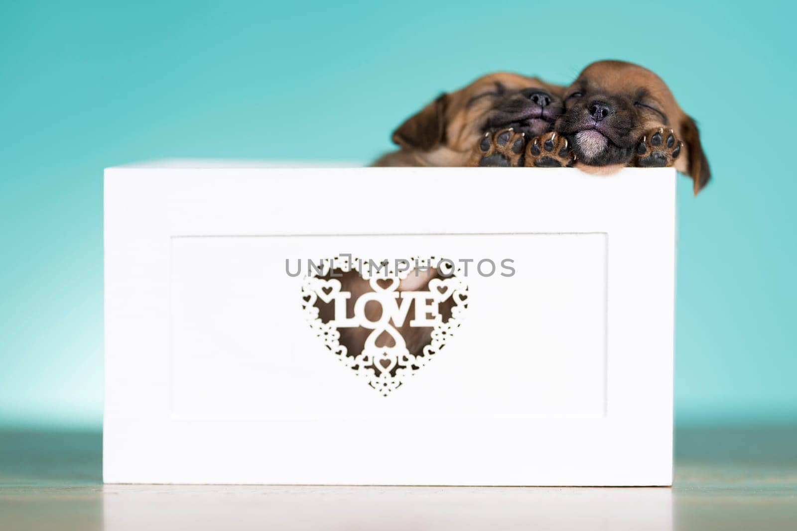 Love little dogs in are wooden deck