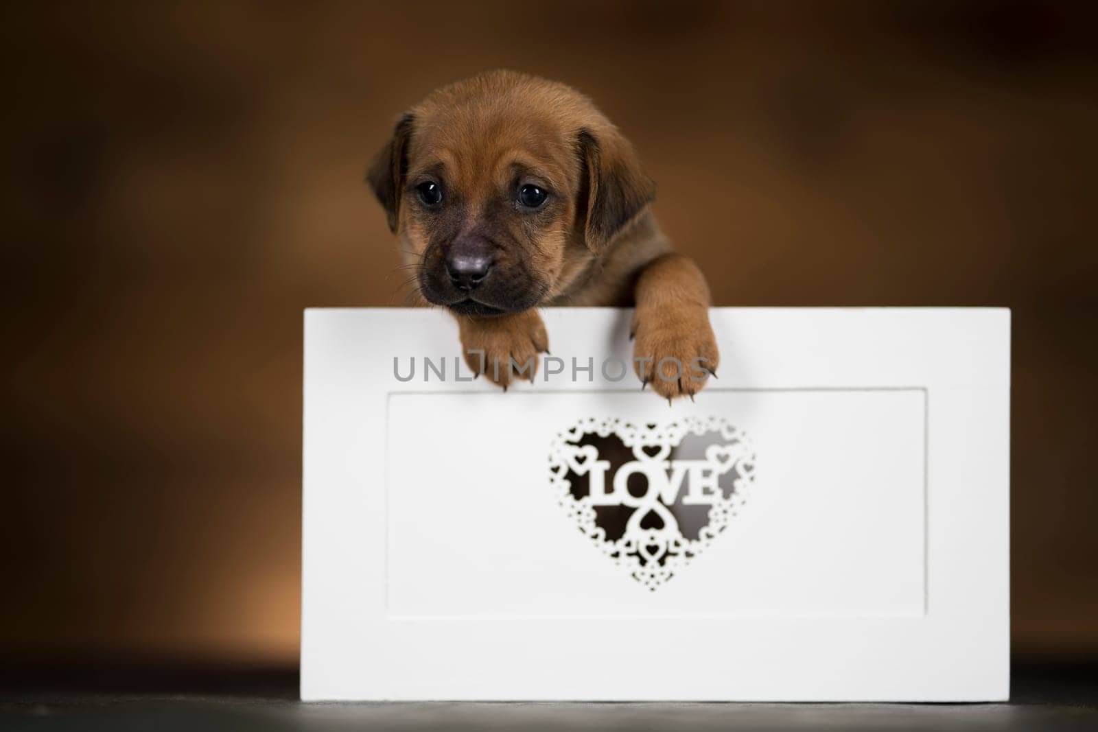 Love little dogs in are wooden deck