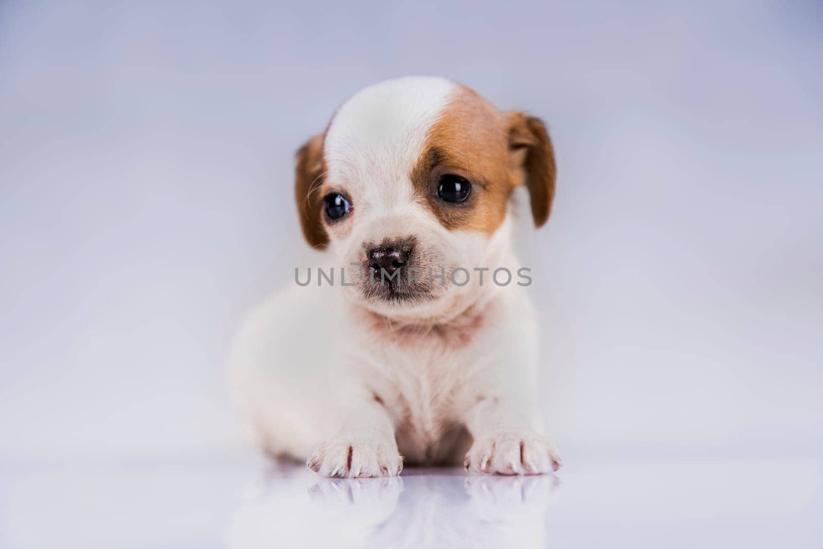 Pet, Little puppy dog, animals concept