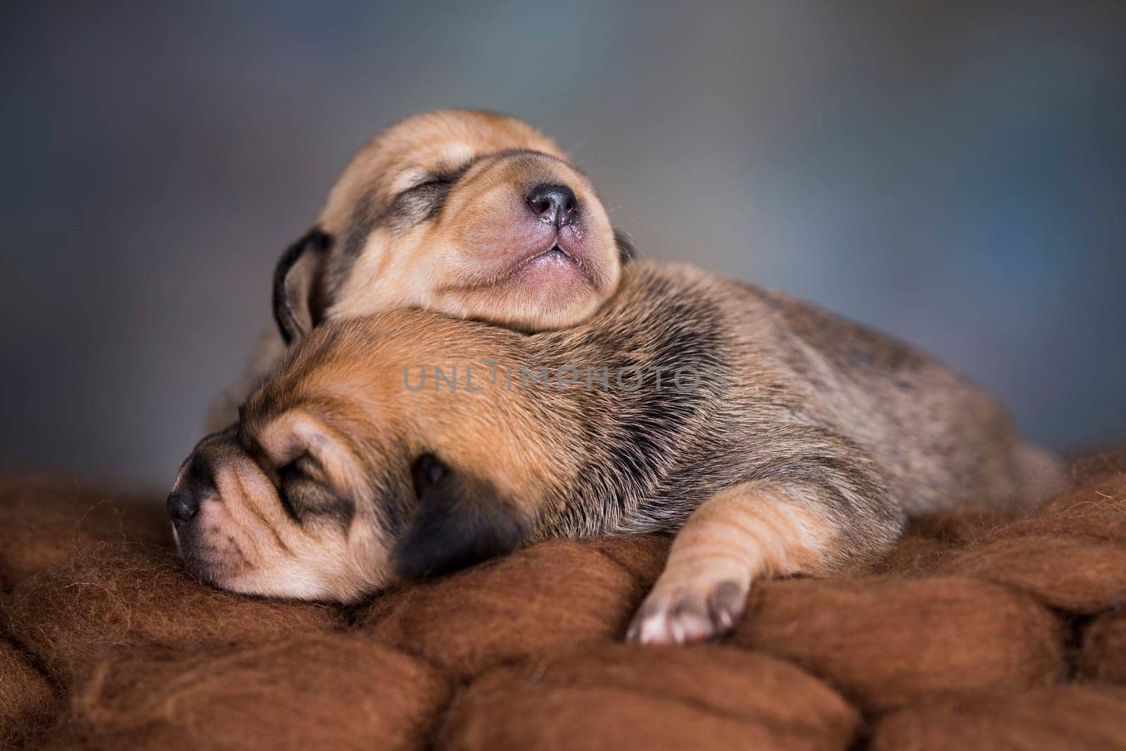 A beautiful little dog sleeps on a blanket