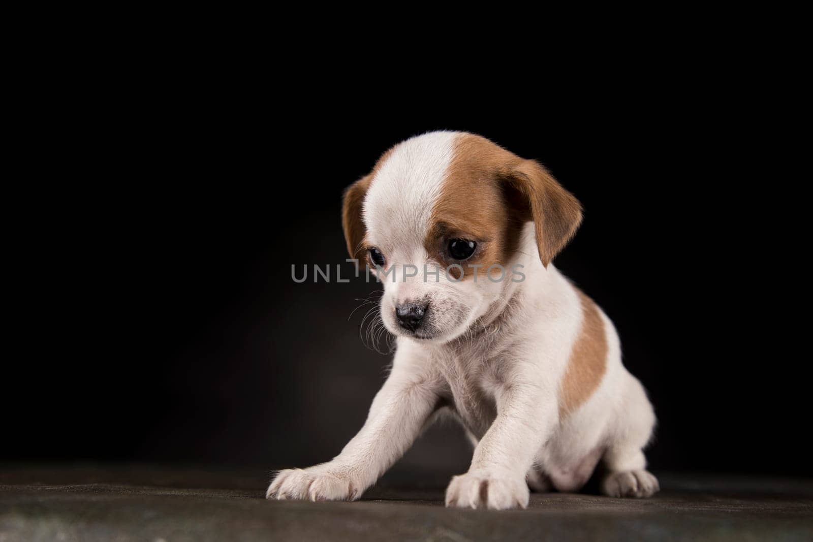 Small dog on a black background