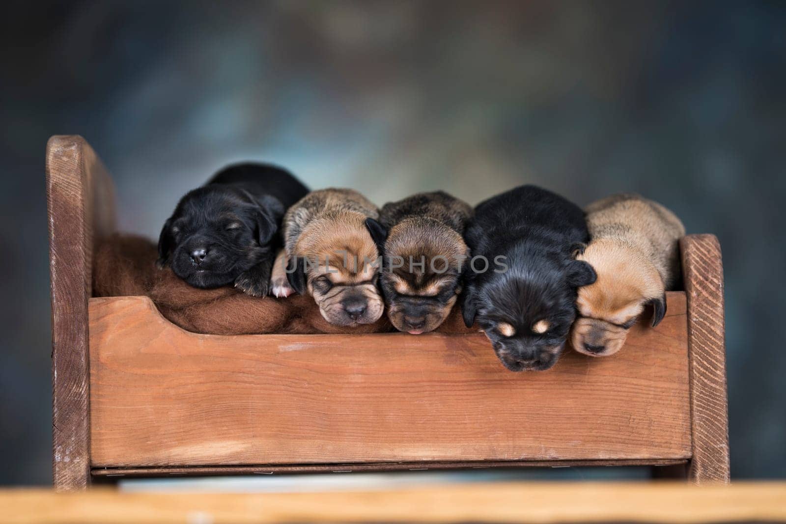 Dogs sleep on a small wooden bed