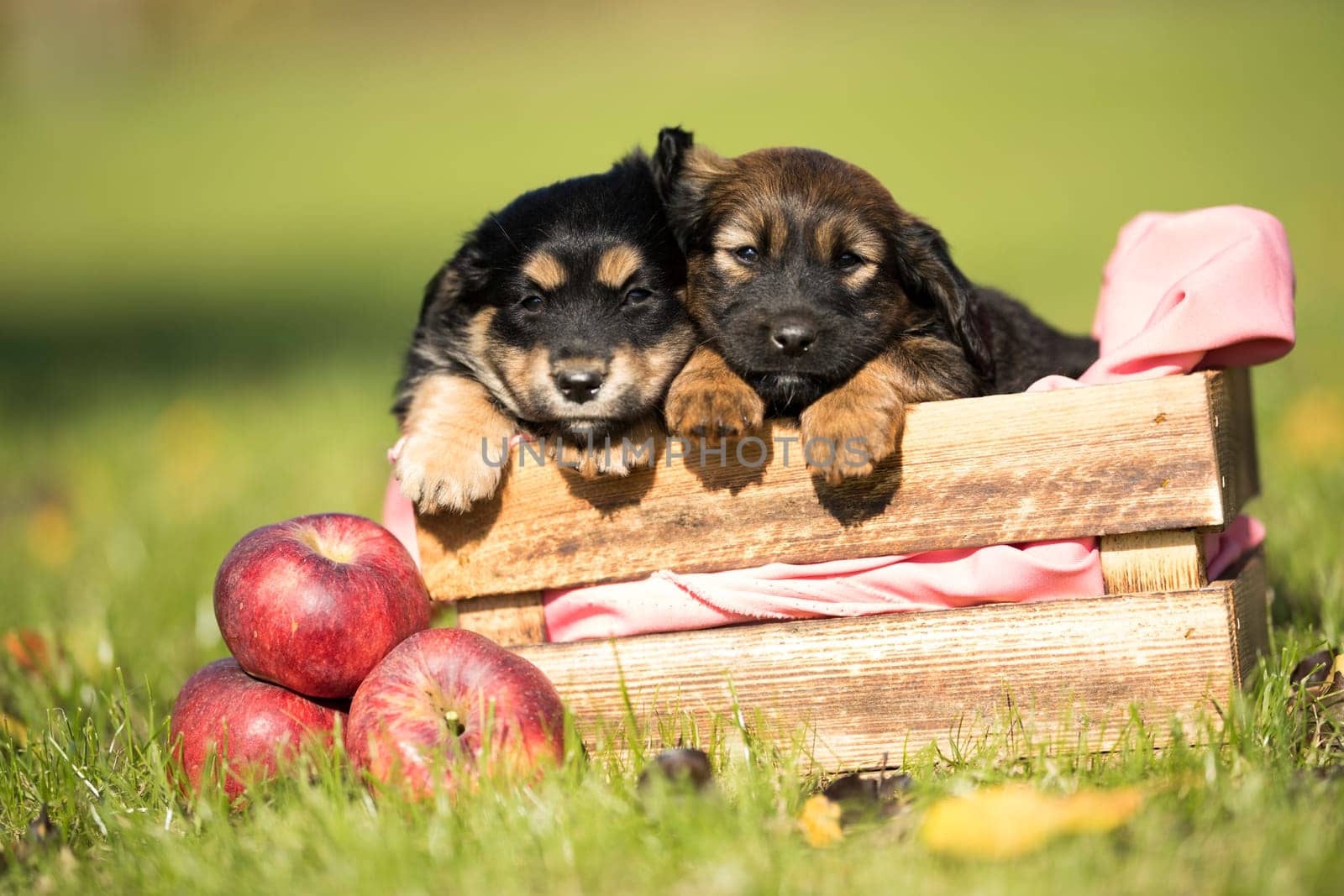 Cute little two dogs in a wooden crate on the grass