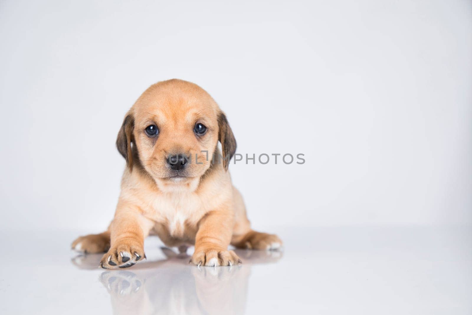 Little dog on a white background