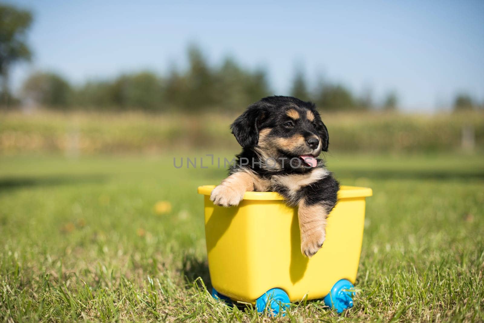 Little dog in a toy wagon on the grass