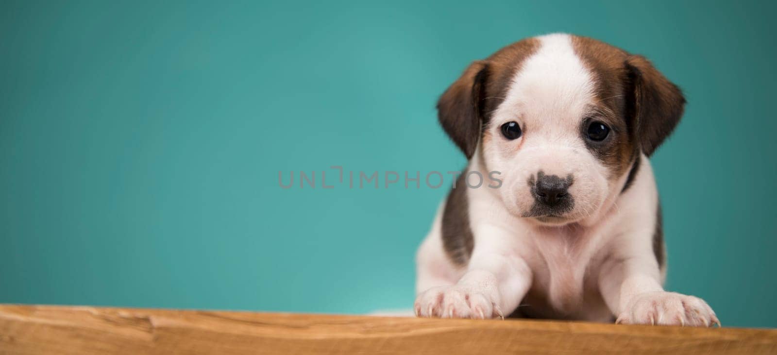 Cute puppy dog, animals concept