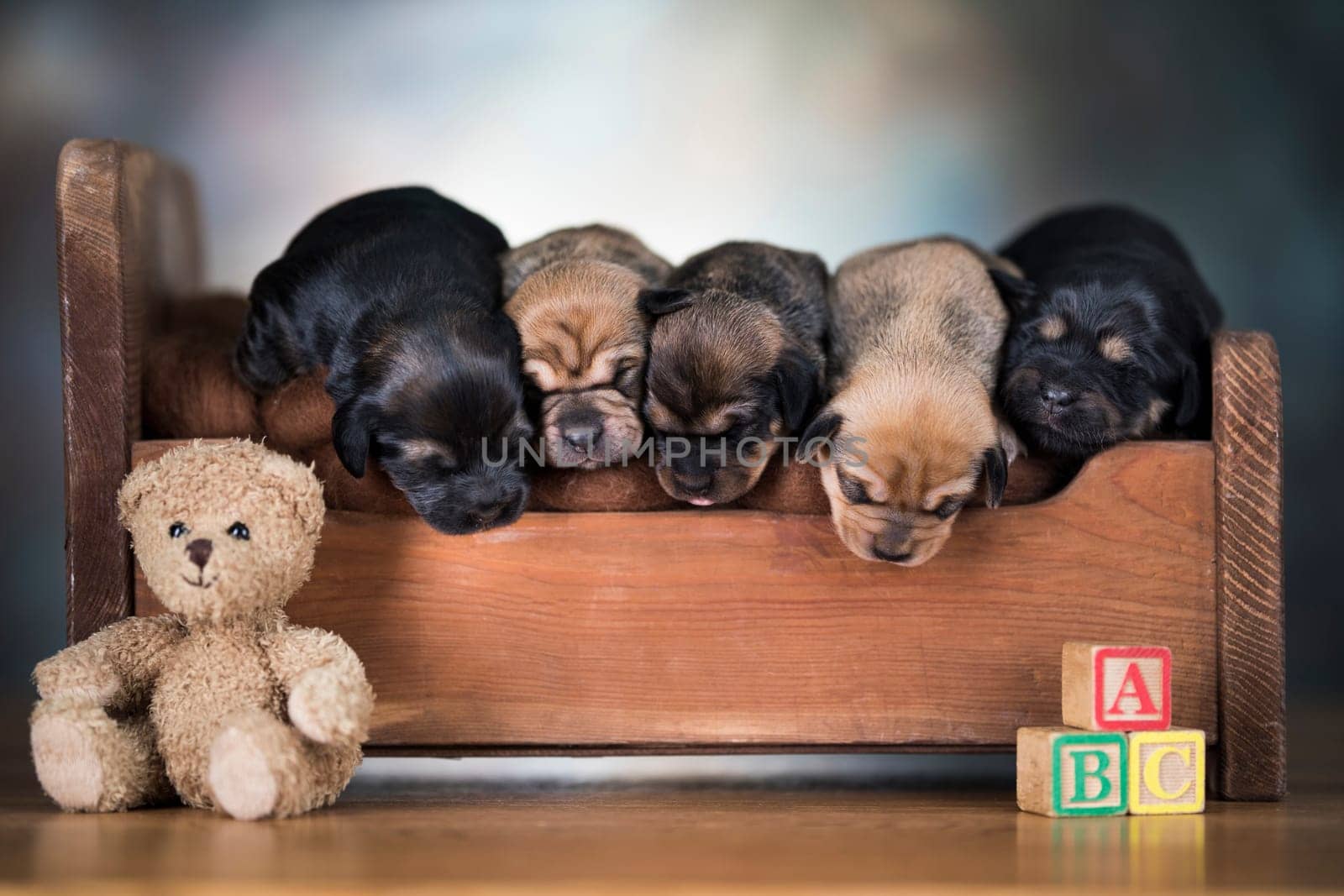 The dogs sleep on a wooden bed