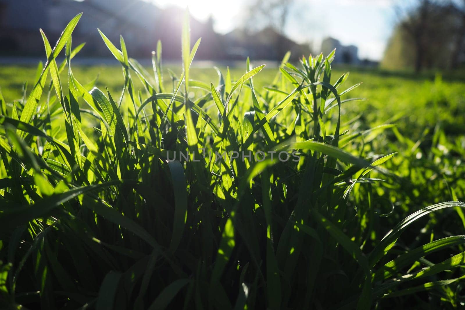 Young juicy green grass in the rays of the morning sun against the blue sky. Spring in Serbia. Sunny March. The trees have not yet released their leaves. Grass close-up, shallow depth of field.
